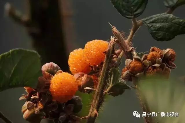 无刺黄泡采摘园昌宁,昌宁摘黄泡的地方