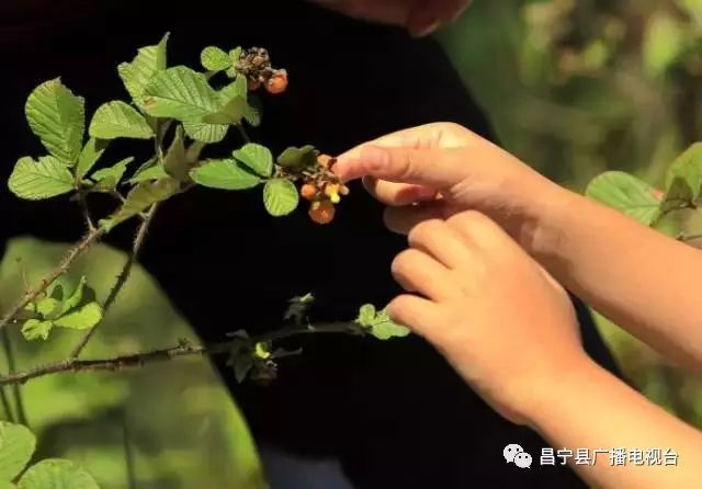 无刺黄泡采摘园昌宁,昌宁摘黄泡的地方