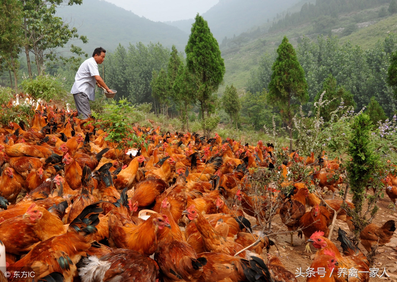 养鸡六大秘诀,养鸡是生鸡还是阉鸡好