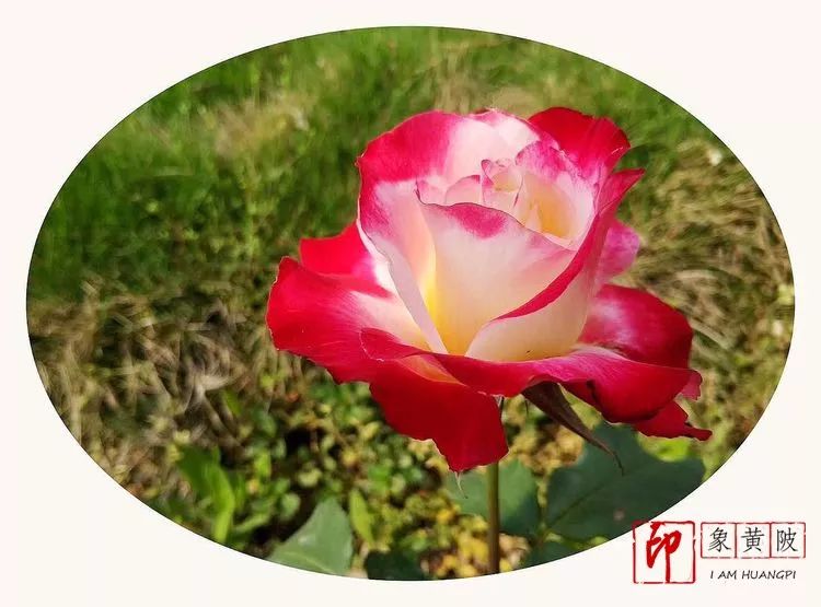 黄陂好景何处觅，火塔公路几十里