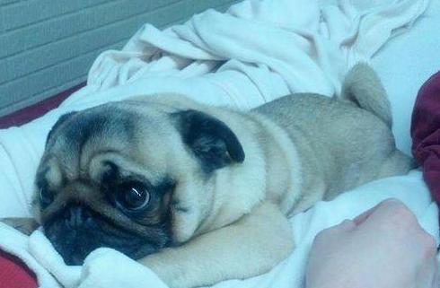 艺术狗,艺术狗画