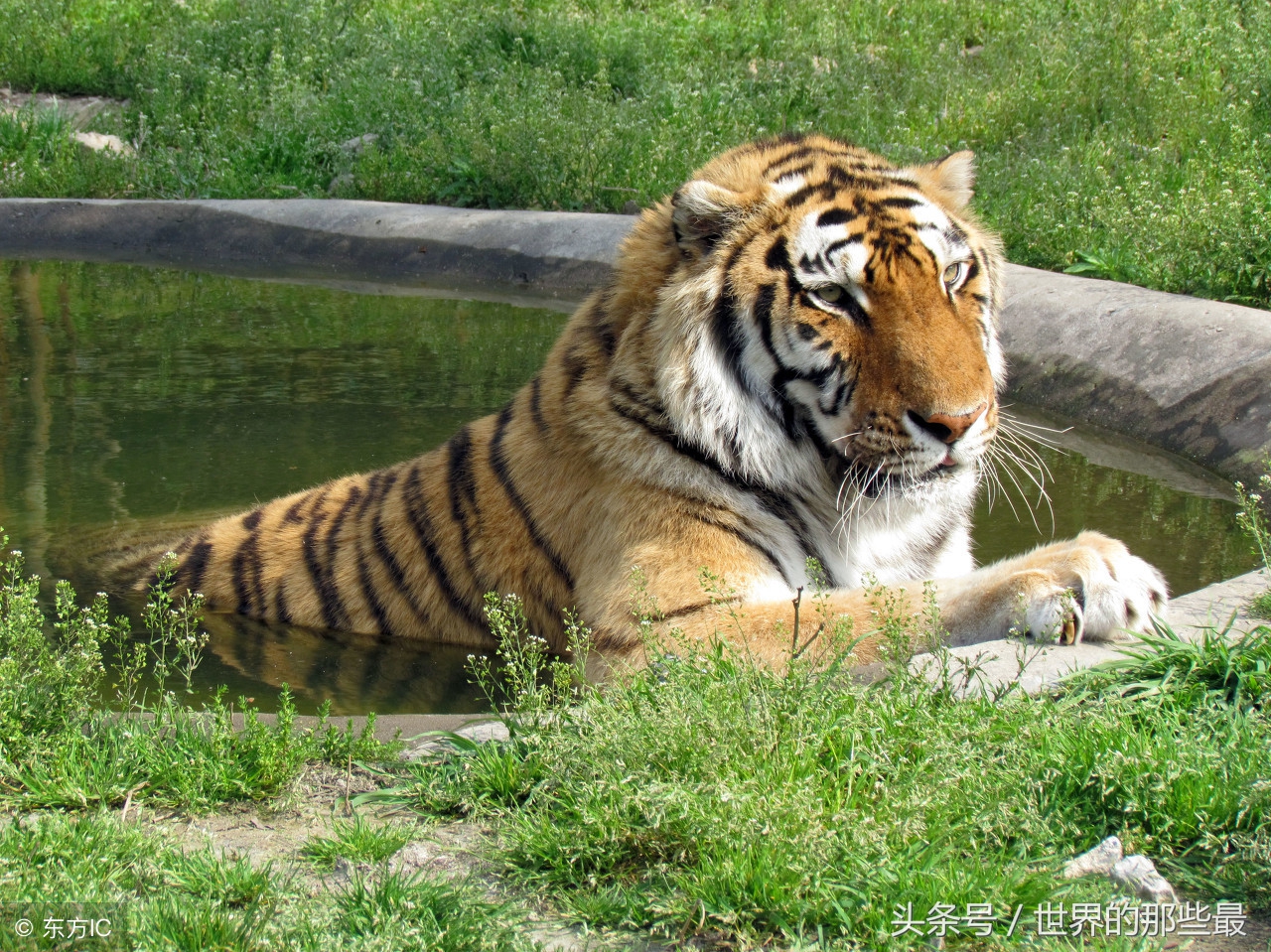 猫科前十排名,猫科最大体型排行