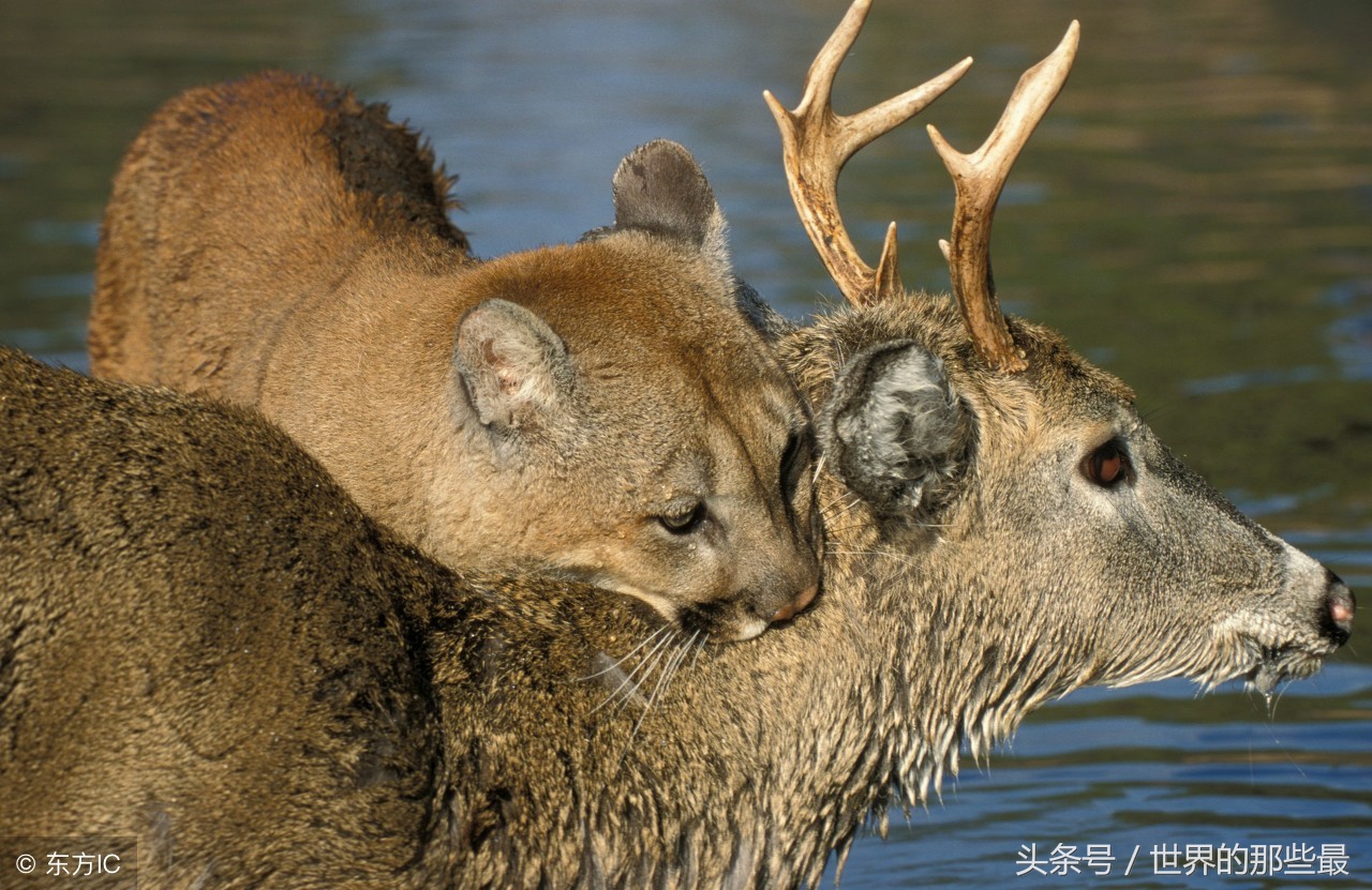 猫科前十排名,猫科最大体型排行