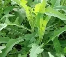 骆驼独有的营养,骆驼在沙漠吃食物视频