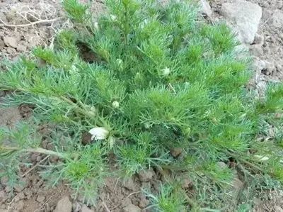 骆驼在沙漠里吃东西的视频,沙漠带刺植物骆驼吃有营养吗