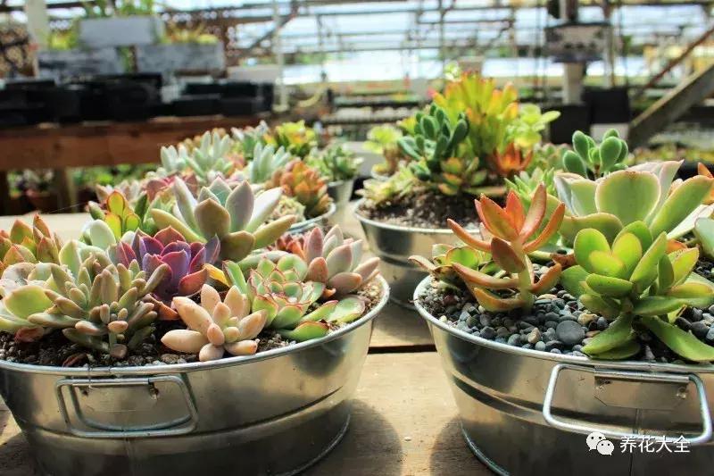 老外私家花园景观,国外多肉花园