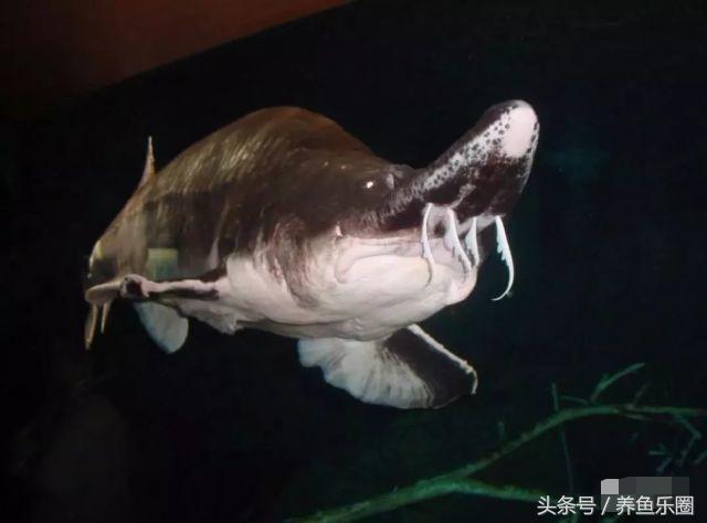 最大鳇鱼有多大图片,大鳇鱼1030斤现状