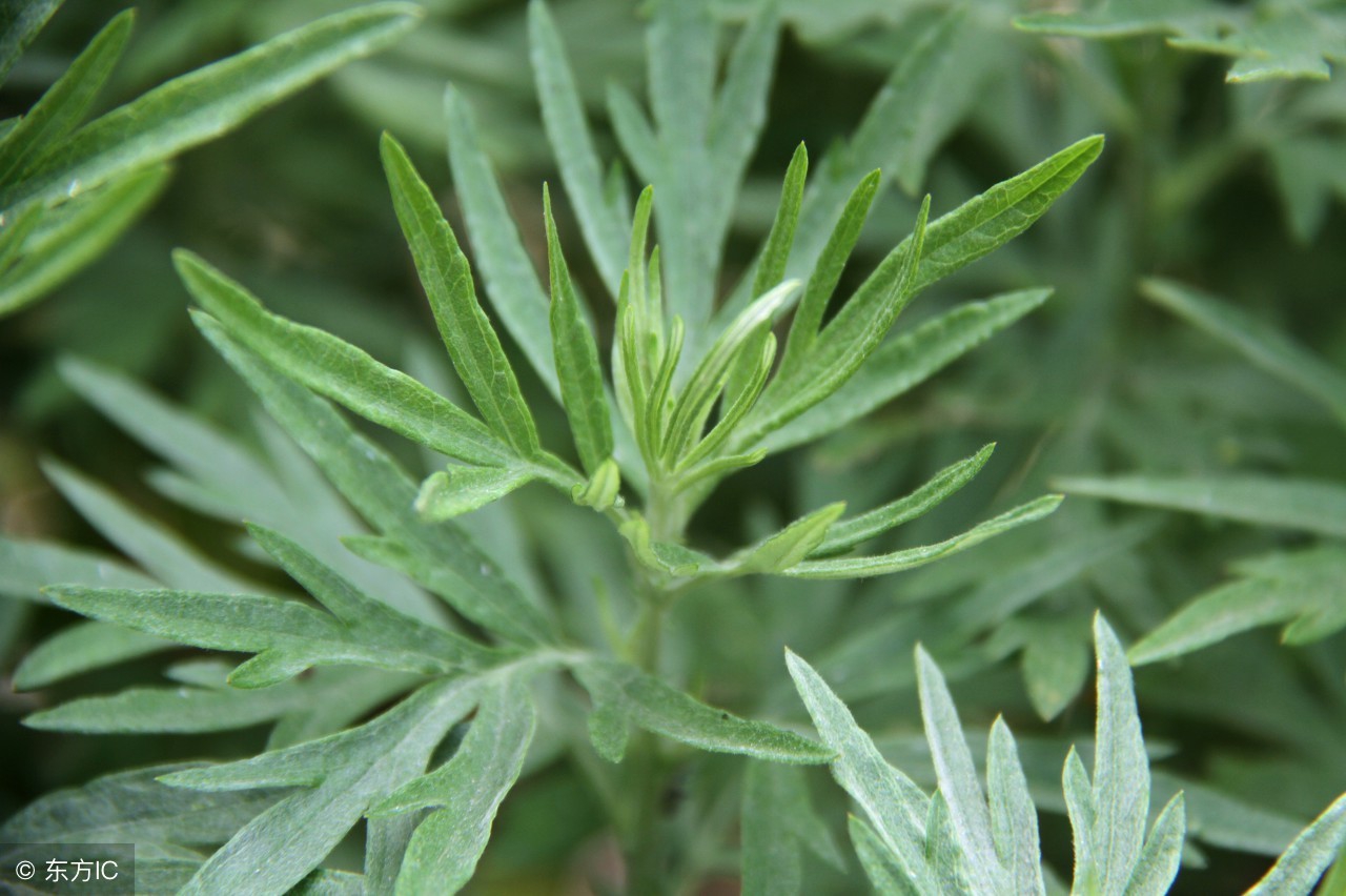 艾草姜水洗澡的功效与作用禁忌,艾草红糖生姜煮水喝有什么功效