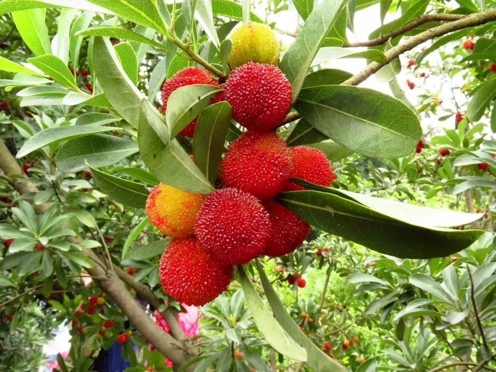 又到一年杨梅季完整视频,又到一年杨梅季