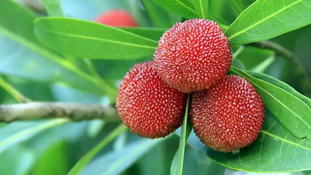 又到一年杨梅季完整视频,又到一年杨梅季