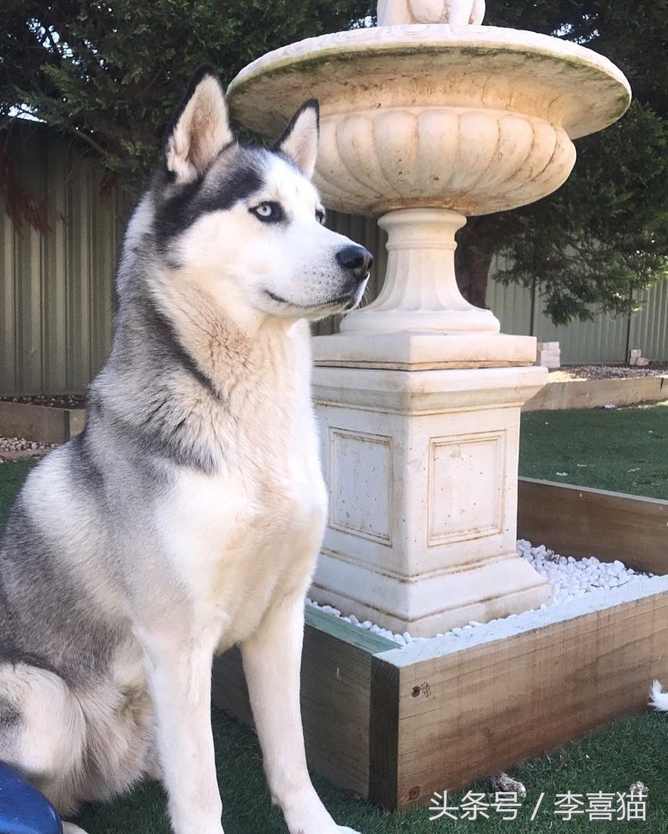 二哈界的一股清流，长相这么眉清目秀还是我熟悉的那个哈士奇吗