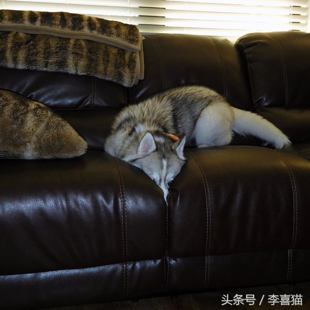 哈士奇中的高颜值存在，这清秀甜美的相貌真的是二哈界的一股清流