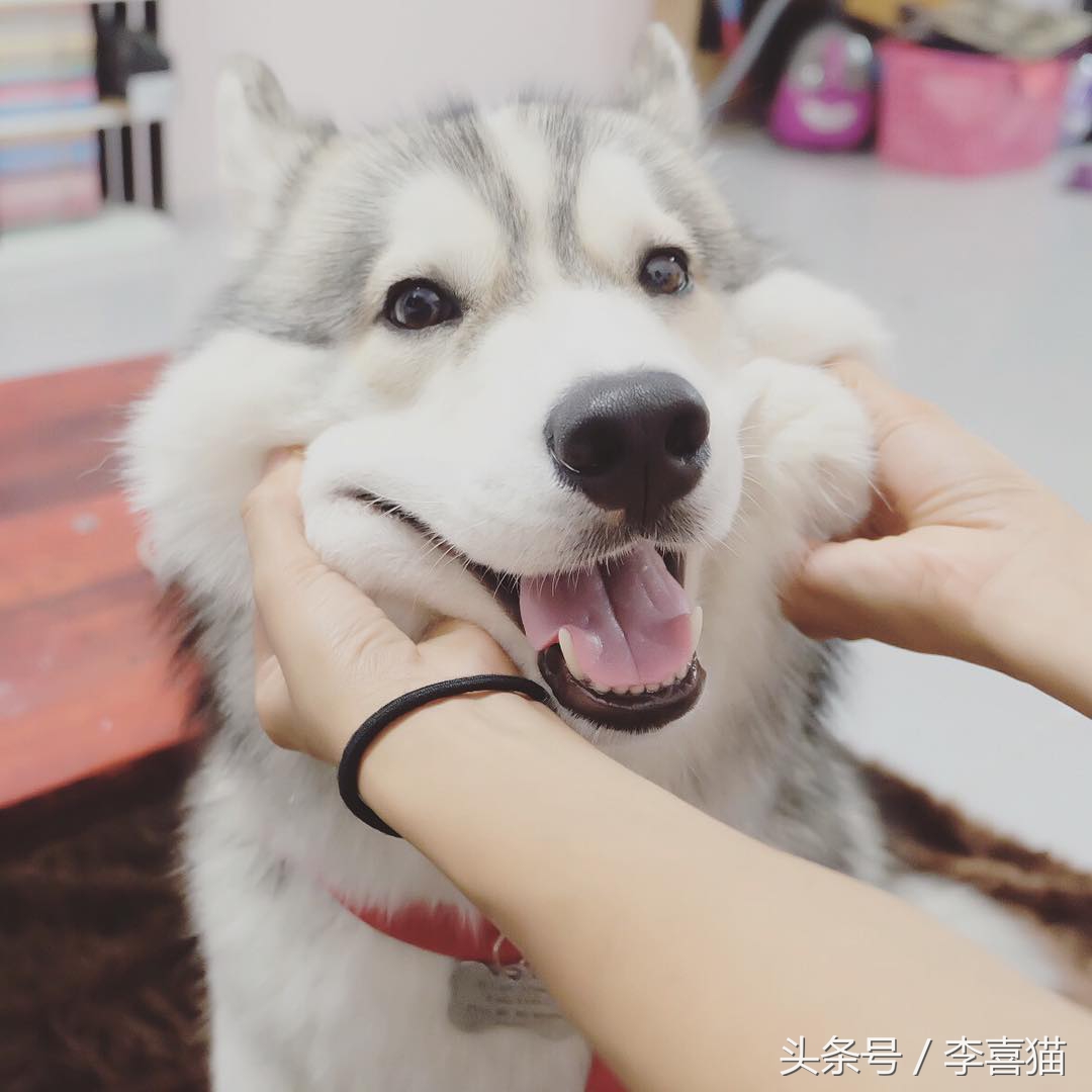 二哈界的一股清流，长相这么眉清目秀还是我熟悉的那个哈士奇吗