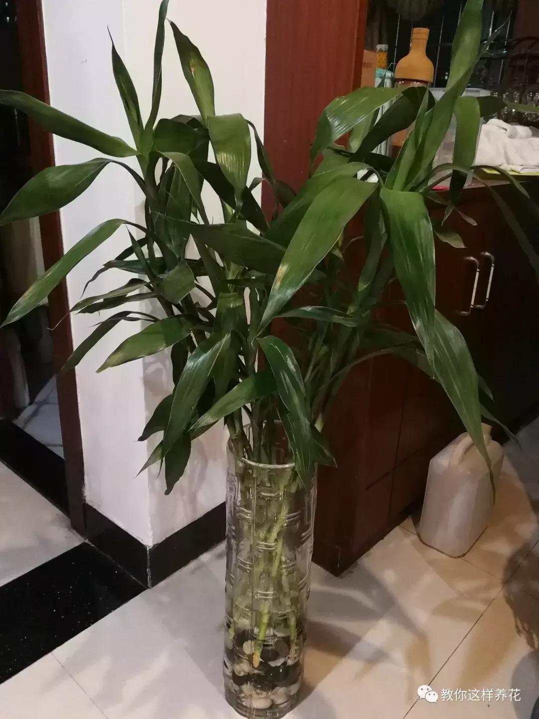 富贵竹节节高黄叶怎么办,节节高富贵竹枯萎黄叶