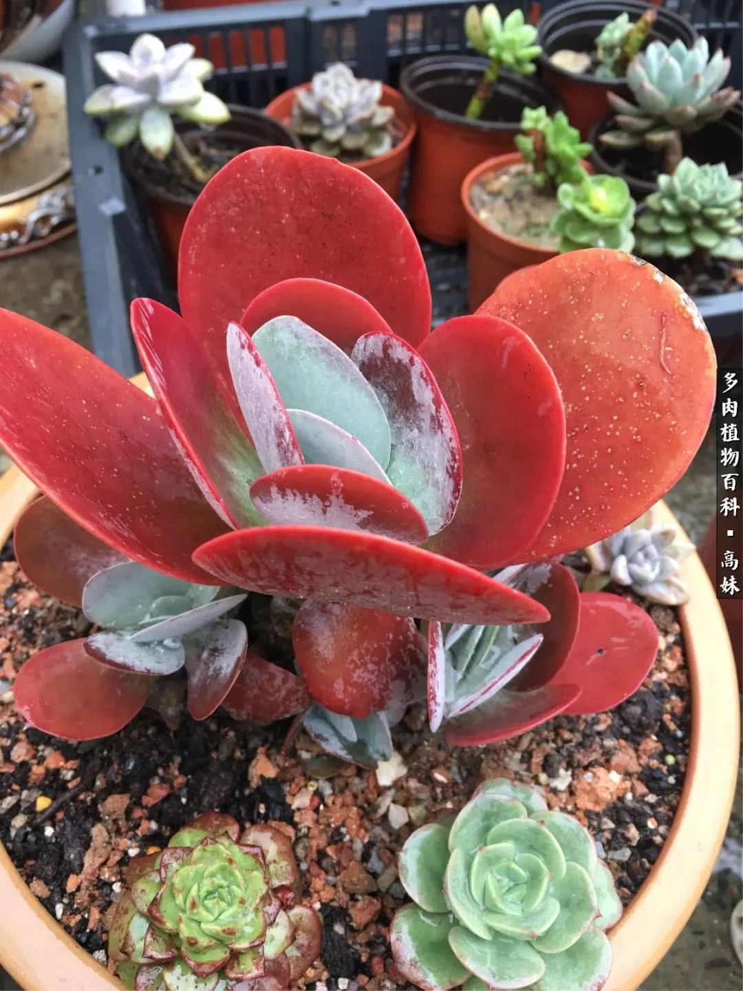 90张多肉图片——纪念入坑两周年！