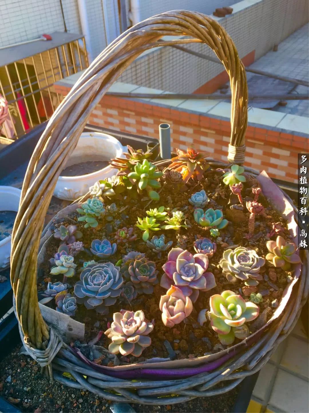 90张多肉图片——纪念入坑两周年！