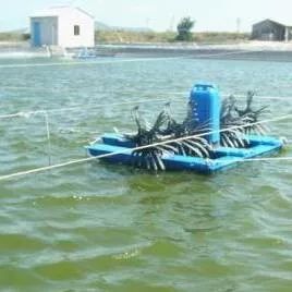 虾壳漂浮水面怎么治疗,虾壳为什么会漂浮在水面