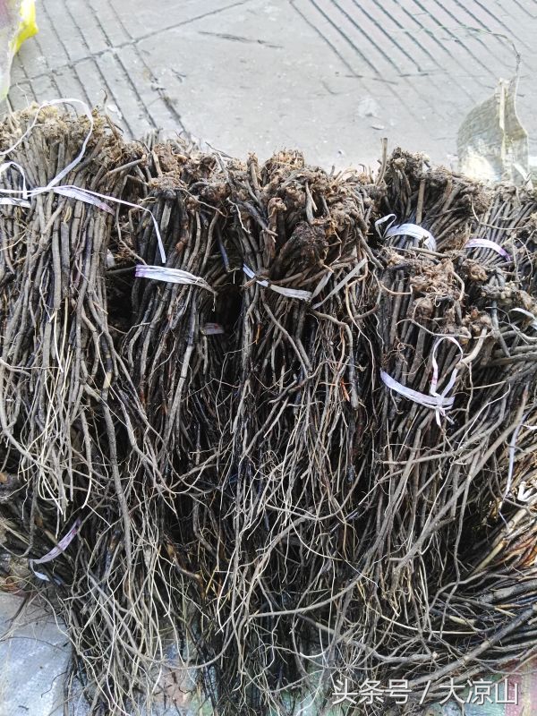 神奇的“黑根”,德昌端午节寻常百姓家药膳必备