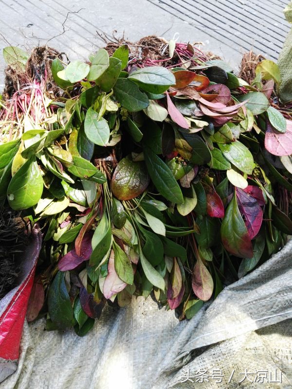 神奇的“黑根”,德昌端午节寻常百姓家药膳必备