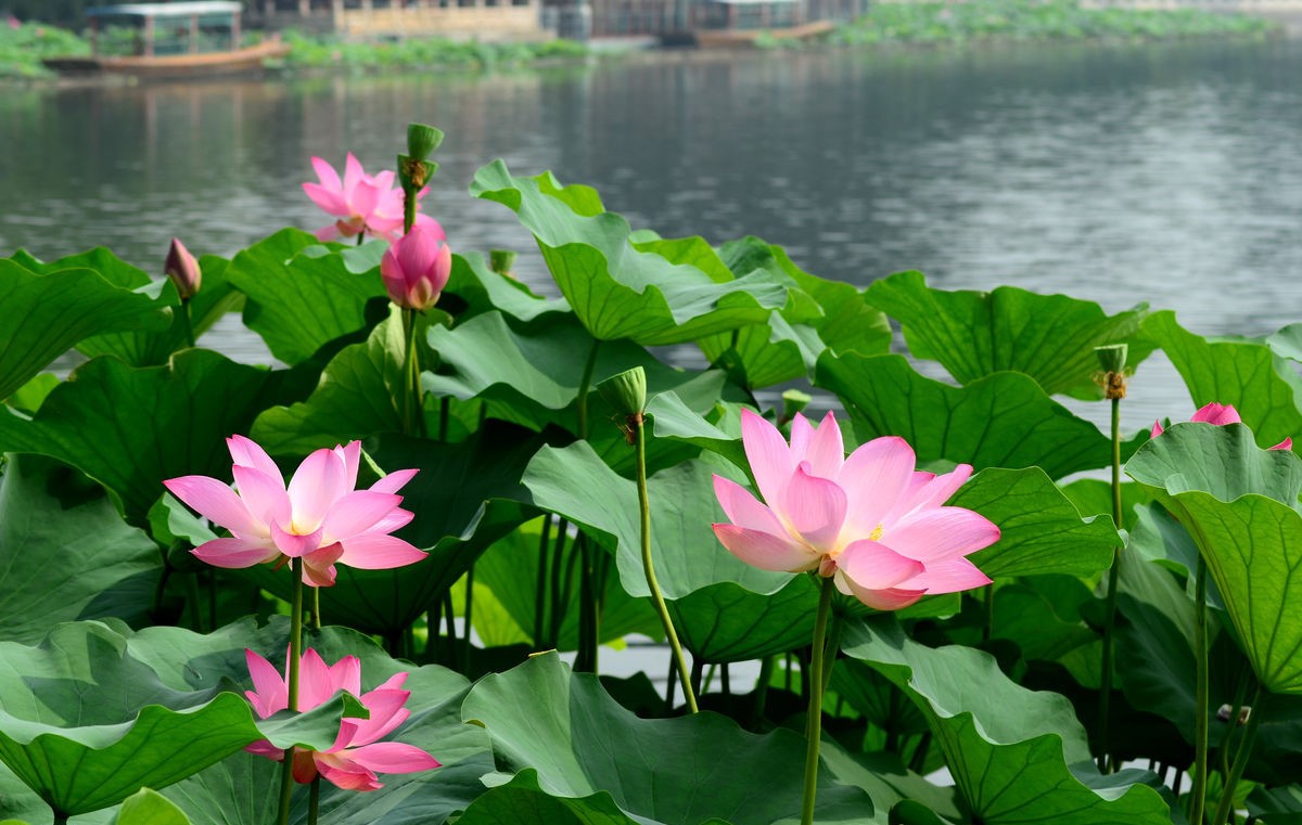 如何用荷花种荷花,盆栽荷花的种植方法和注意事项