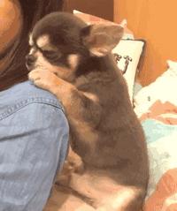 爸妈被忽悠去领养一只小狗，回来后邻居表示：这马真漂亮啊！