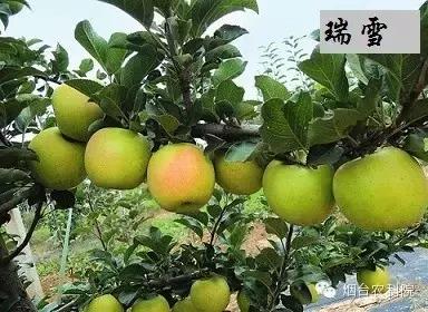 红富士葡萄品种介绍,红富士品种大全图片