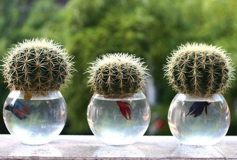 适合办公室养的土培植物,办公室适合水培的开花植物