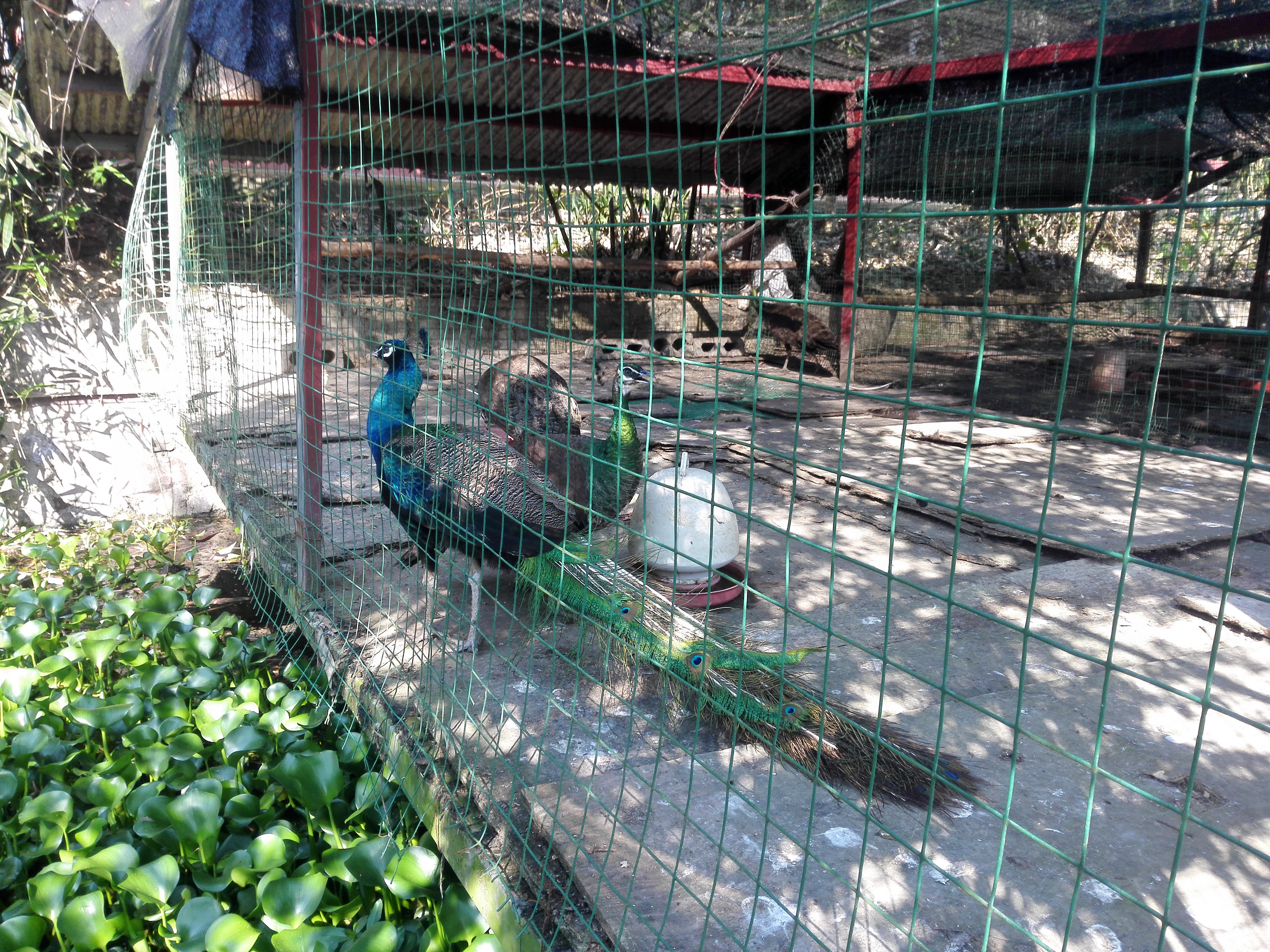 广西全州农庄排名,广西全州县绕村绿岛生态农庄