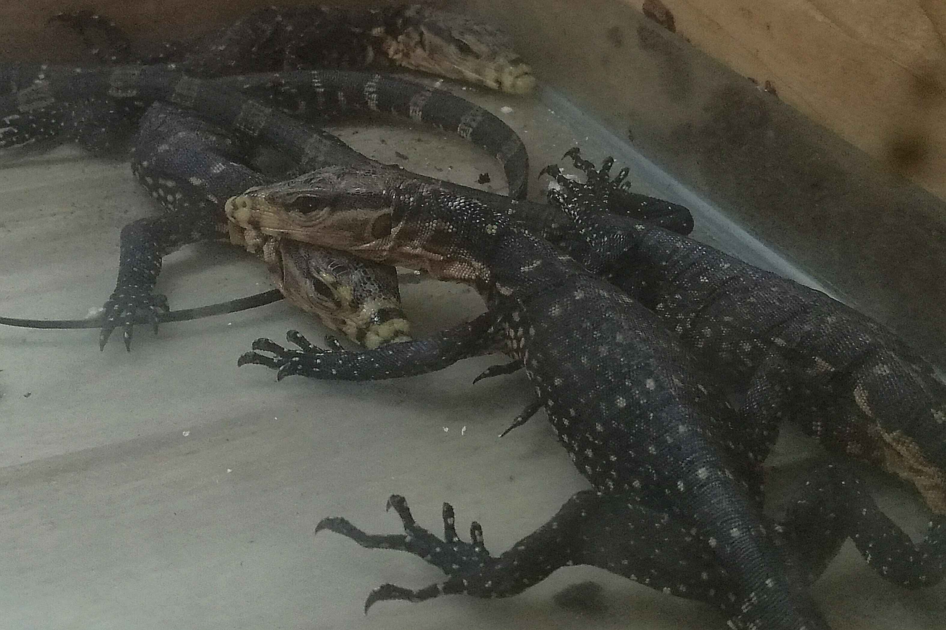 一旅客携带95条黄金蟒和巨蜥闯关*私走**4条珍贵动物最高可判无期