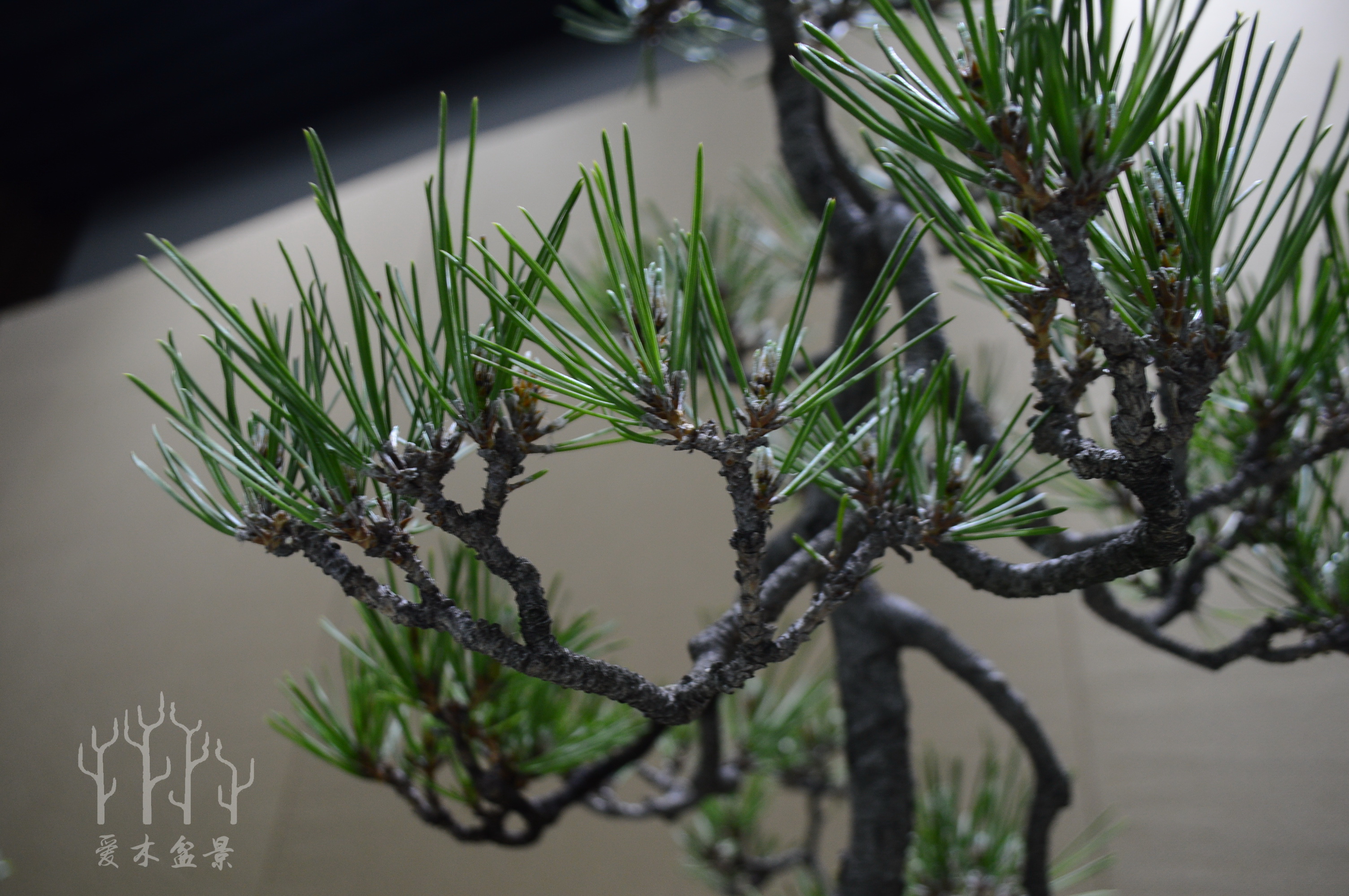 盆景大师张志刚简历,盆景大师张志刚所有作品欣赏