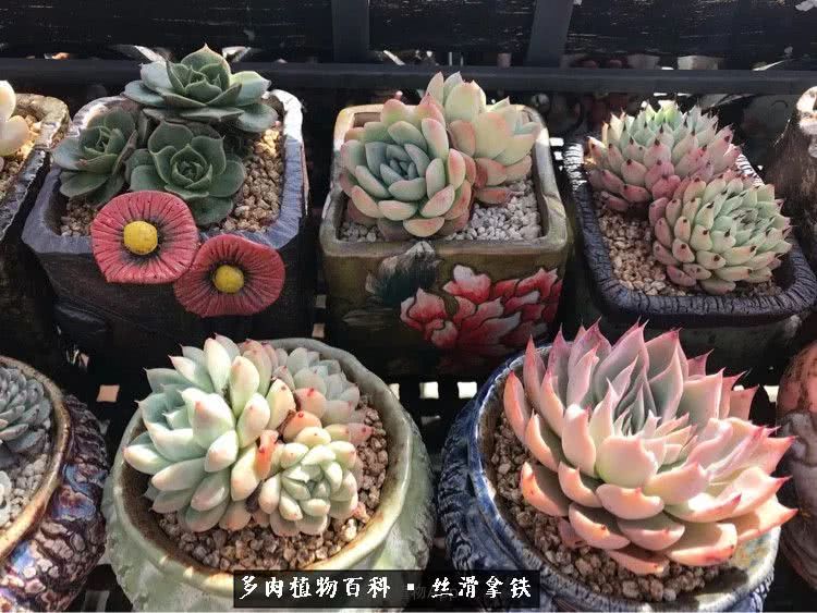总结一下养多肉的夏天,好养活的多肉冬天和夏天