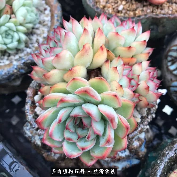 总结一下养多肉的夏天,好养活的多肉冬天和夏天