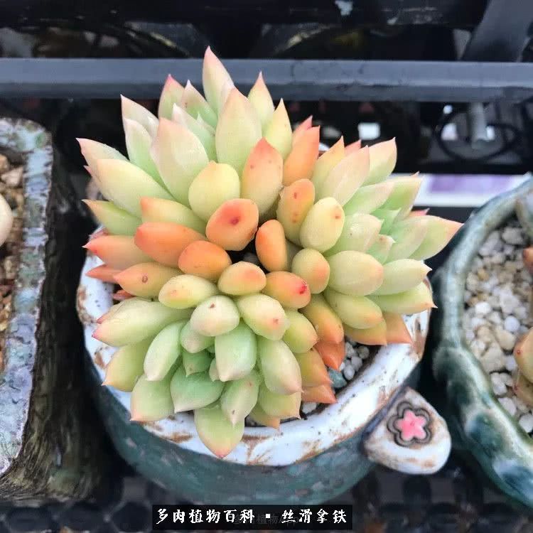 总结一下养多肉的夏天,好养活的多肉冬天和夏天