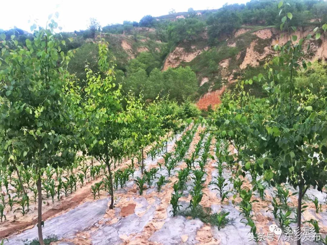 临夏东乡：一家三代*产党共**员的为民情怀