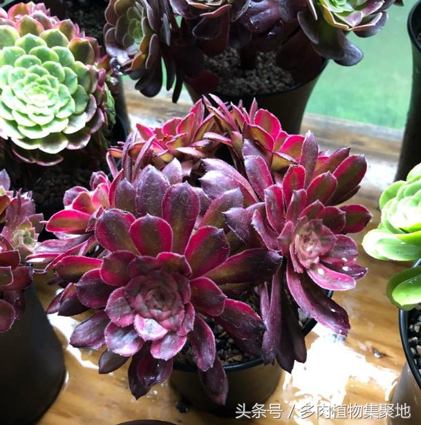 多肉叶片起泡了怎么办,多肉叶片一直出现水泡