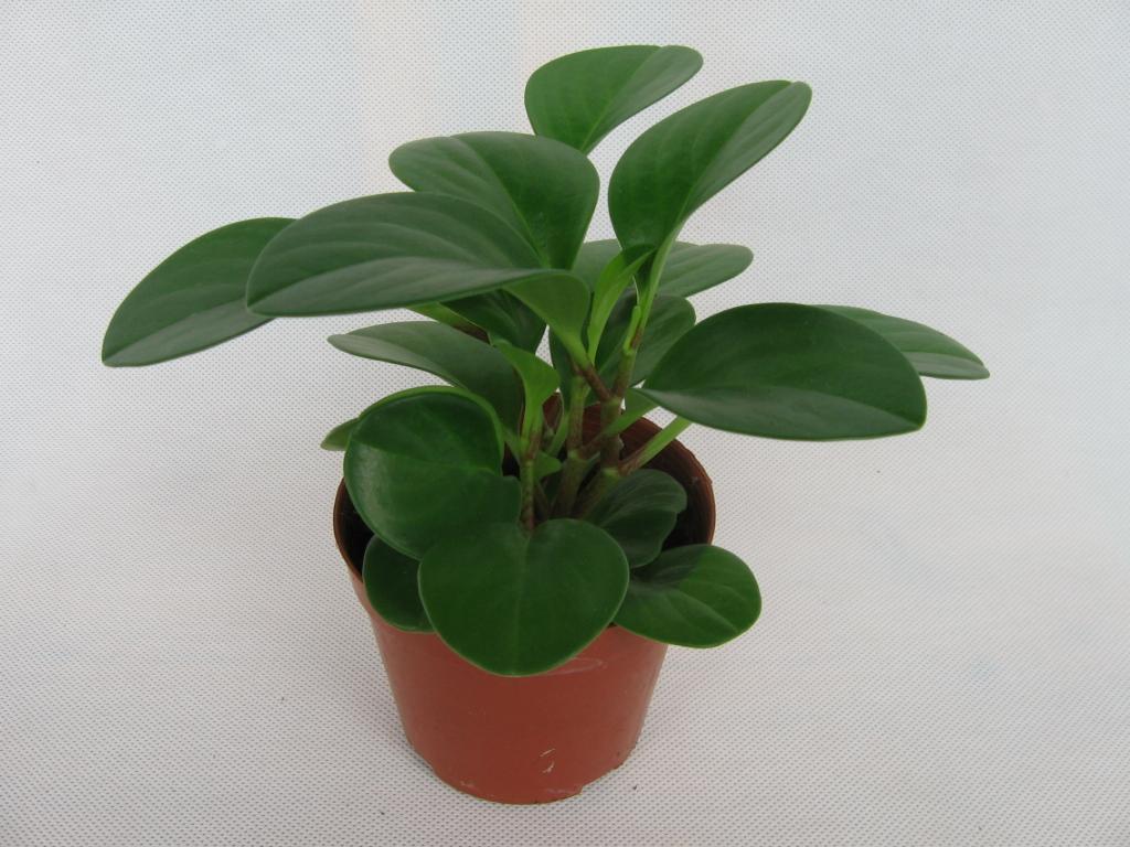 碧玉花怎么养枝繁叶茂,如何栽种碧玉