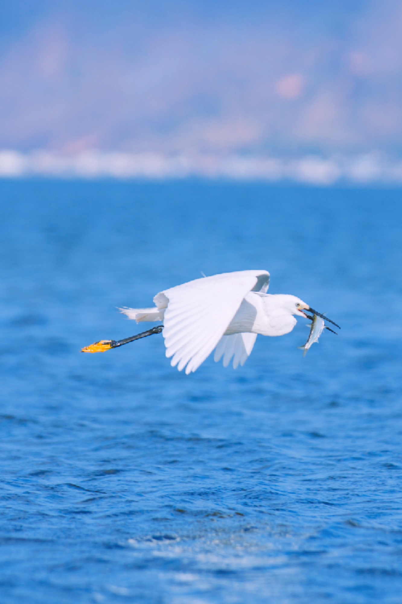 大理每个季节都很美,在大理每天都是那么的美好
