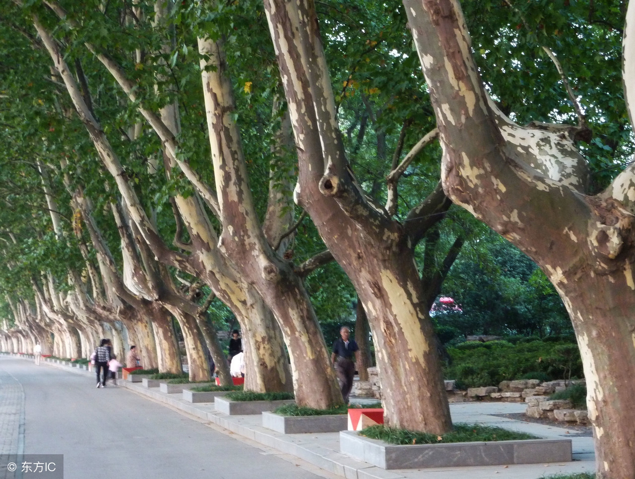 哪些植物对蚊子有驱蚊灭蚊的作用,不怕蚊子咬的植物有哪些