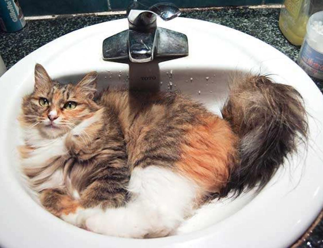 室温30度猫咪会中暑吗,猫咪中暑站不起来多久能好