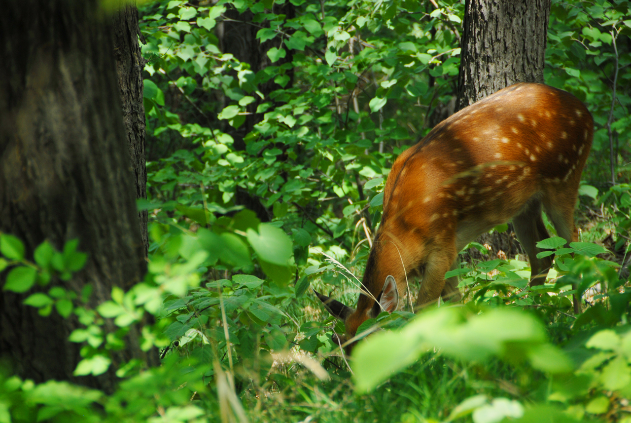 行围东丰，梅花鹿之乡皇家行围与习武东丰县采风记之十七