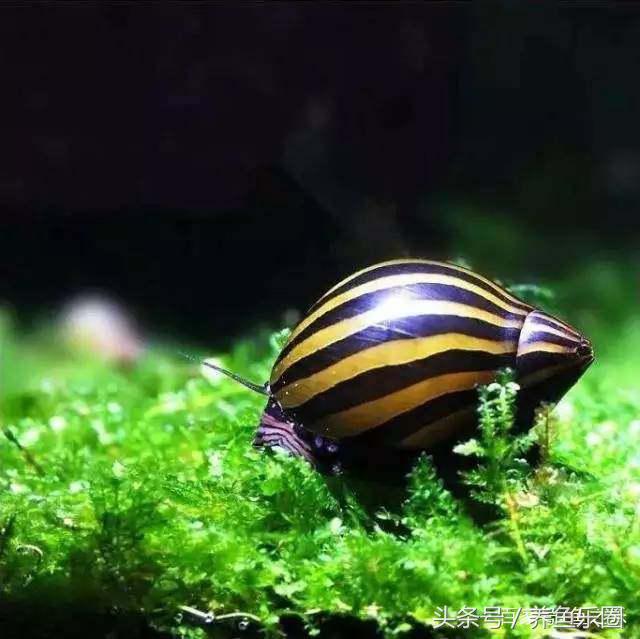 鱼缸丝藻用什么除藻液好用,鱼缸除藻剂用几天就除掉藻类