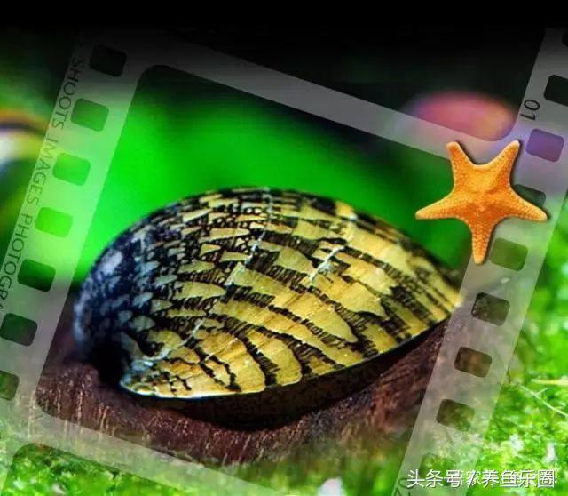 鱼缸丝藻用什么除藻液好用,鱼缸除藻剂用几天就除掉藻类