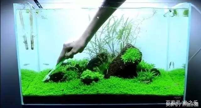 鱼缸丝藻用什么除藻液好用,鱼缸除藻剂用几天就除掉藻类