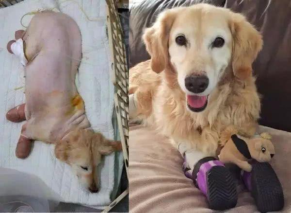 金毛被遗弃垃圾桶旁5天,金毛因身上腐烂被主人遗弃