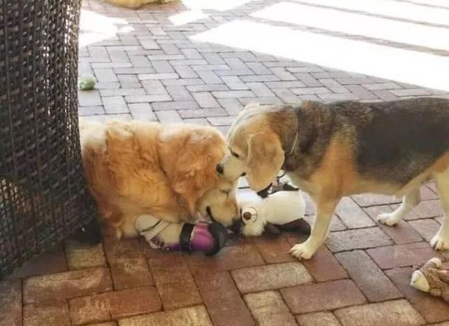 金毛被遗弃垃圾桶旁5天,金毛因身上腐烂被主人遗弃