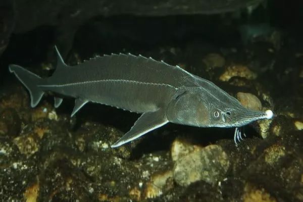 代购究竟有多暴利,代购骗局揭秘朋友圈