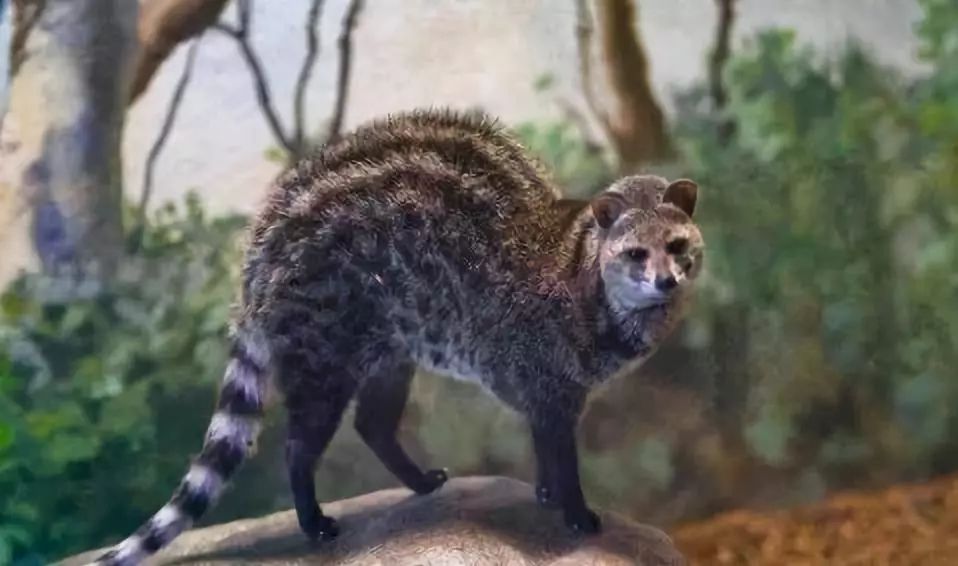 海外代购的荒唐陷阱,代购十大骗局揭秘图