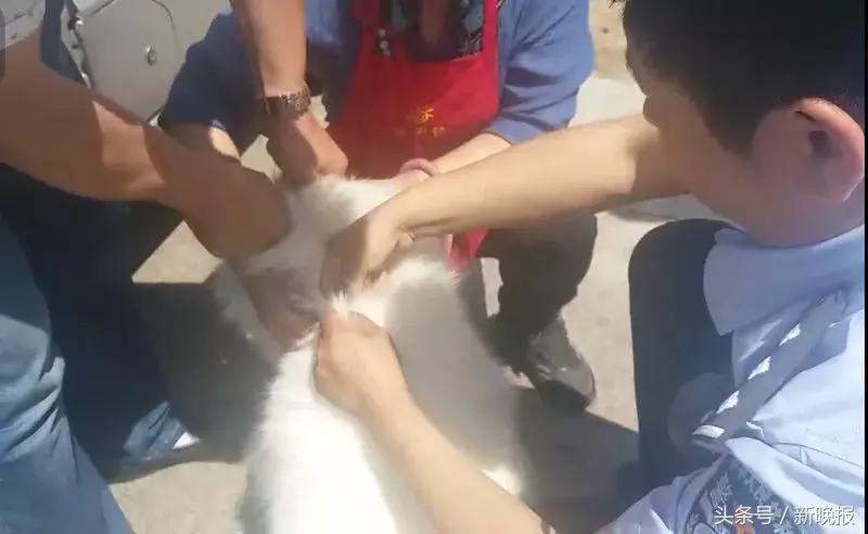 养犬必须办理狗证吗,所有地方养狗都必须办狗证吗