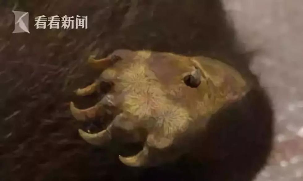 朋友圈里卖低价服装的真相,揭露各种海外代购真相