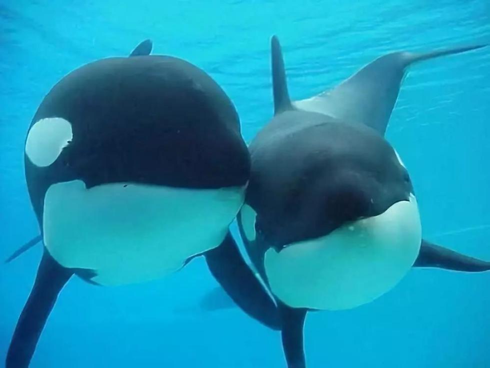 朋友圈里卖低价服装的真相,揭露各种海外代购真相